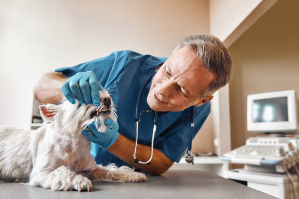 Best Emergency Dental Care for Trauma or Injury in Osage, IA